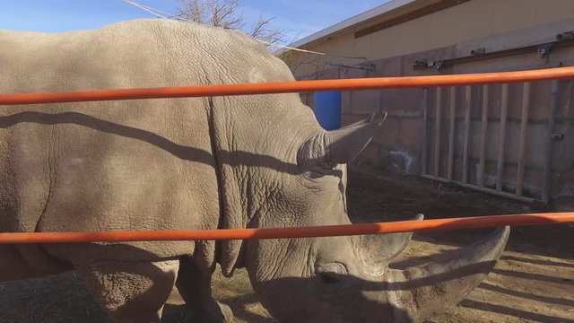 touching a white rhinoceros horn in captivity slow motion
