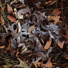 Frosty leaves