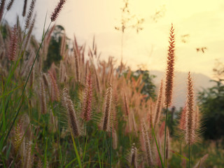 The grass flora