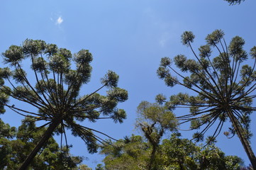 Campos de Jordão , São Paulo