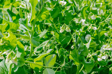 Obraz premium Peas in the garden beds 