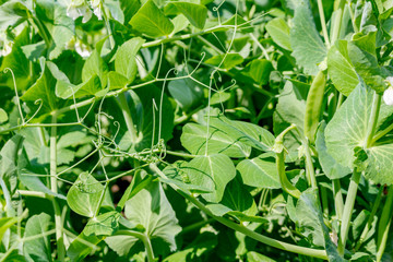 Peas in the garden beds
