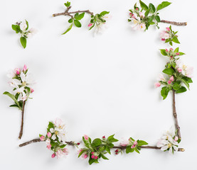 Obraz na płótnie Canvas Apple twigs in bloom.