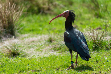 Waldrapp