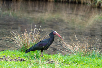 Waldrapp