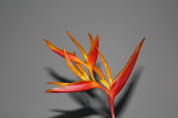 Isolated Bird of Paradise
