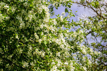 Fototapeta na wymiar Flowering of apple tree in May 