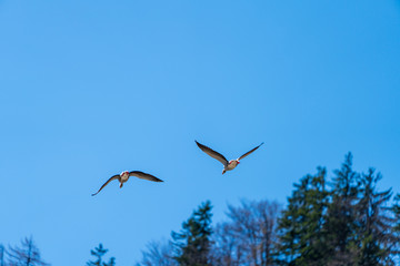 Gänse im Flug