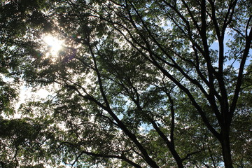 Shining Tree Beacon