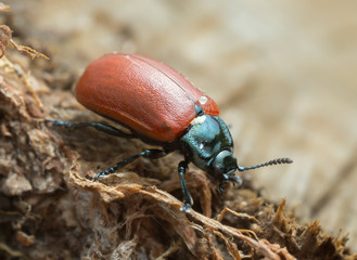 Leaf beetle on wood