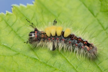 Rusty tussock moth, Orgyia antiqua larva on leaf