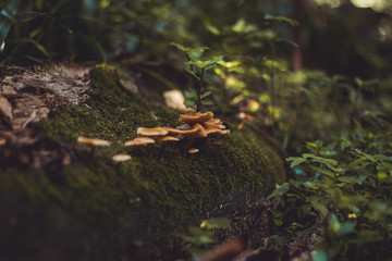 Mushrooms
