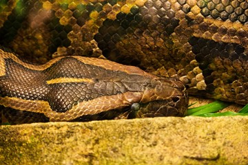 As vezes a cobra enole o seu próprio veneno...
