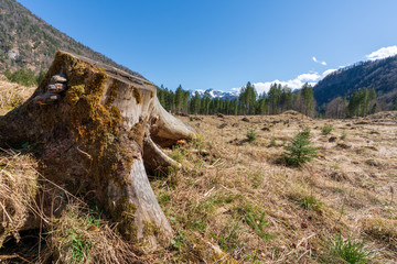 Baumstamm Waldlichtung mit toten Gebirge