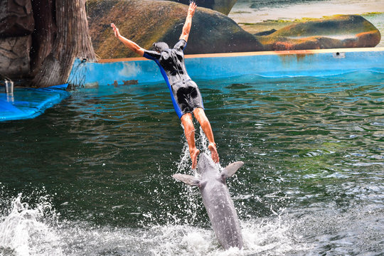 dolphins show.