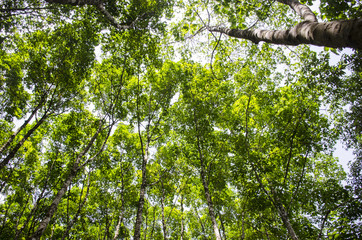 Green forest in asia Thailand Khao Sok park 