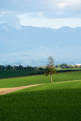 緑の畑に立つマツの木