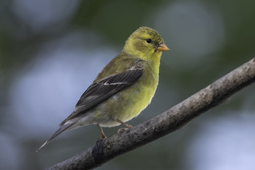 Detailed Goldfinch