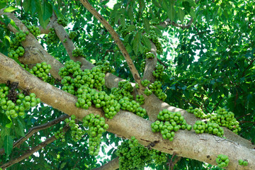 Fruiting fig tree in nature, Cluster fig tree, thailand fig tree or fig,figs fruit tree