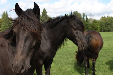 Three dark brown horses