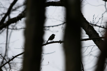 Ticks can be easily determined, also species such as coal tit, marsh tit and willow tit.
