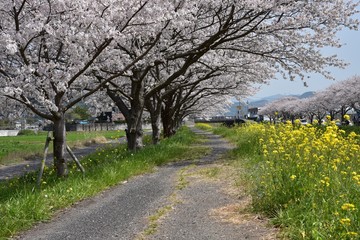 日本の桜風景