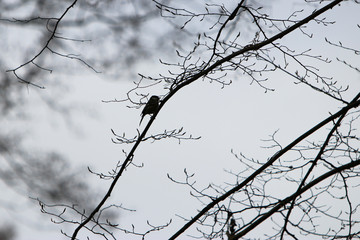 Ticks can be easily determined, also species such as coal tit, marsh tit and willow tit.
