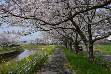 日本の桜風景