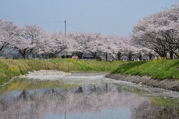 日本の桜風景