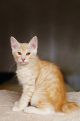 Lovely thoroughbred redhead kitten. Breed Kurilian Bobtail. Hypoallergenic breed of cats