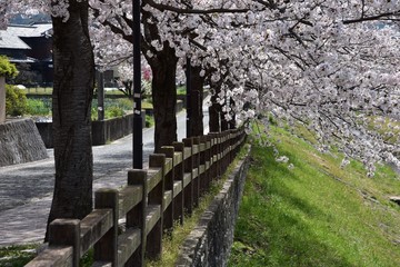 日本の桜風景