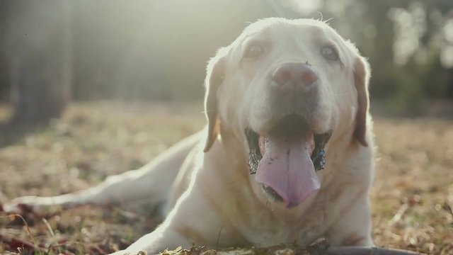 Labrador Retriever Golden hue lies on the grass and bites a branch. Walk with a dog in the spring forest