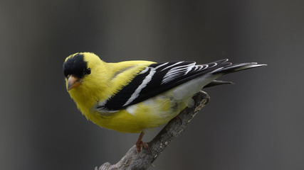 Goldfinch by the Fence