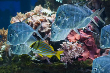 Lookdown fish in aquarium in Haus der Natur, Salzburg