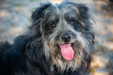 Happy Mix Terrier Puppy Dog Yorkshire Grey Beard Pink Tongue