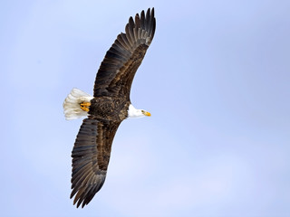 Mature Bald eagle soaring in soft blue sky, alert. ( Haliaeetus leucocephalus )