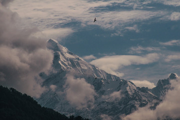 Himalayan Falcon