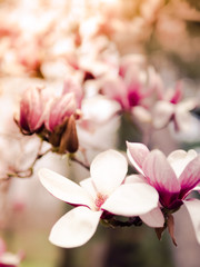 Springtime magnolias