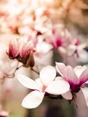 Foto op Canvas Springtime magnolias © alkerk
