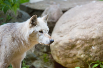 Obraz na płótnie Canvas Arctic wolf stares intently at target