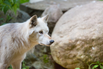 Arctic wolf stares intently at target