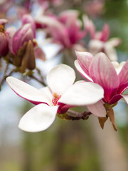 Vibrant Springtime magnolias