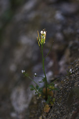 fleurs,flowers,nature,