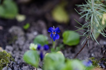fleurs,flowers,nature, © HOUG Dominique
