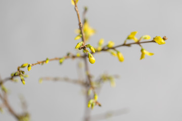 Yellow forsythia suspensa spring. Flowers bloom from buds on the branches. gray background