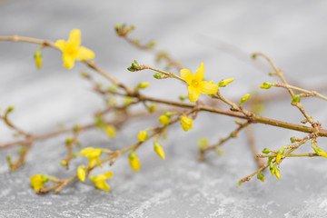 Yellow forsythia suspensa spring. Flowers bloom from buds on the branches. gray background