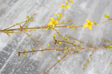 Yellow forsythia suspensa spring. Flowers bloom from buds on the branches. gray background