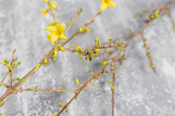 Yellow forsythia suspensa spring. Flowers bloom from buds on the branches. gray background