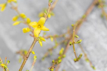Yellow forsythia suspensa spring. Flowers bloom from buds on the branches. gray background