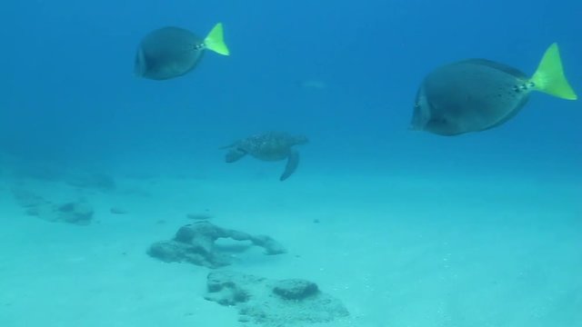 Sea turtle swimming in the reefs of Cabo Pulmo National Park, Cousteau once named it The world's aquarium. Baja California Sur,Mexico.